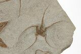 Ordovician Fossil Starfish and Brittle Star Plate - Morocco #221075-3